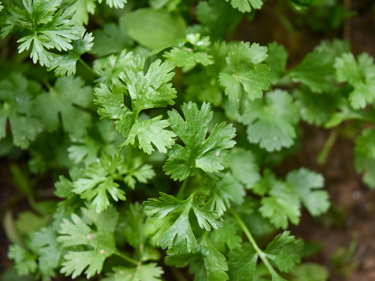 Close-up of fresh coriander leaves.